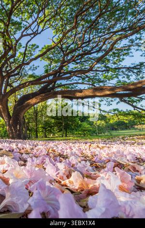 Ein Blick aus der Vogelperspektive auf gefallene rosa Blumen bedeckt den Boden, mit einem großen Regenbaum, der im Hintergrund verschwimmt. Stockfoto