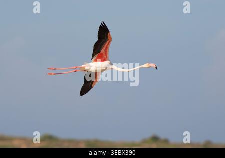 Großer Flamingo (Phoenicopterus roseus) im Flug, Naturschutzgebiet Vendicari, Sizilien, Italien. Stockfoto