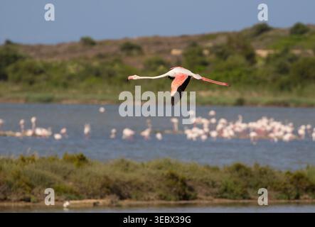 Großer Flamingo (Phoenicopterus roseus) im Flug, Naturschutzgebiet Vendicari, Sizilien, Italien. Stockfoto