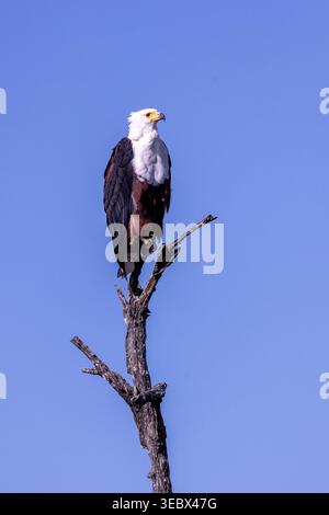 Fischadler Auf Der Wache Stockfoto