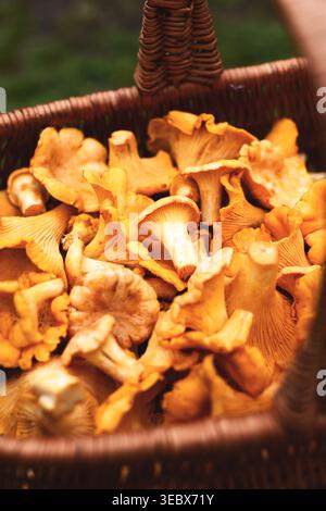 Rustikaler Korb gefüllt mit goldenen Pfifferlingen aus nächster Nähe. Bio-Küche, Wildpilze, saisonale Küche Stockfoto