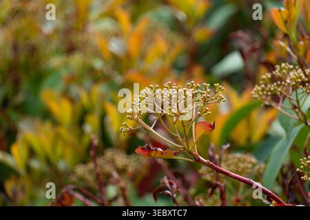 Nahaufnahme von gelben Frühlingsblumen auf einem Zweig mit frischen grünen Blättern und blühenden Blüten. Das Konzept der saisonalen Veränderung, des natürlichen Zyklus und des Blühendes Stockfoto