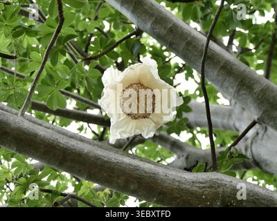 Niedriger Blickwinkel auf die cremefarbene Blüte in den Zweigen des afrikanischen Baobab-Baumes, adansonia digitata, mit einzigartiger Blume, die herunterhängt Stockfoto