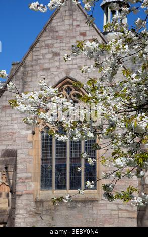 Weiße Kirschblüte vor der Kirche, Helensburgh, Schottland Stockfoto