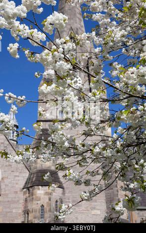 Weiße Kirschblüte vor der Kirche, Helensburgh, Schottland Stockfoto