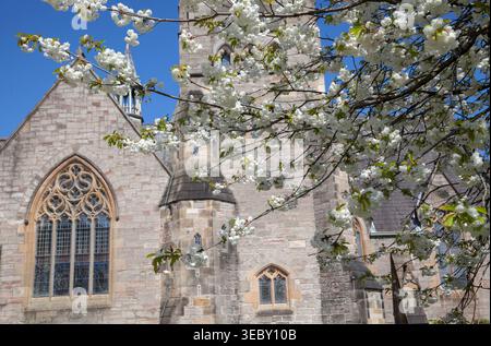 Weiße Kirschblüte vor der Kirche, Helensburgh, Schottland Stockfoto
