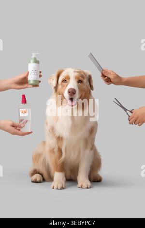 Australischer Schäferhund und Tierpfleger mit Haustierzubehör auf hellem Hintergrund Stockfoto
