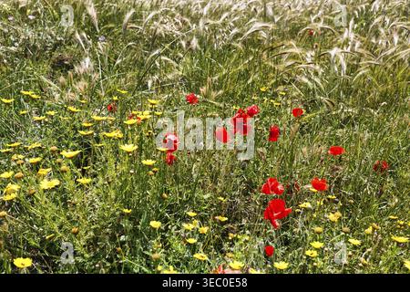 Bunte Wildblumenwiese mit Mohn (Papaver Rhoeas), Getreidefeld im Frühjahr, Almeria, Spanien Stockfoto