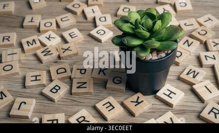 Grüne saftige Pflanze in einem schwarzen Topf auf einem Hintergrund aus verstreuten hölzernen Buchstabenfliesen. Stockfoto