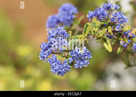 Ceanothus „Madagaskar“, Nahaufnahme eines hellblauen Frühlings-kaliforniens-Fliederblütenbündels mit kleinen bunten, tiefgrünen Blättern mit gelben Rändern Stockfoto