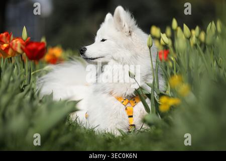Wunderschöner samoyed-Hund im Freien mit Frühlingstulpen Stockfoto