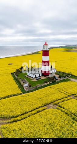 Der älteste in Betrieb befindliche Leuchtturm in East Anglia, Großbritannien im Dorf Happisburgh, umgeben von einem Feld aus hellgelbem Rapssamen in Porträtausrichtung Stockfoto
