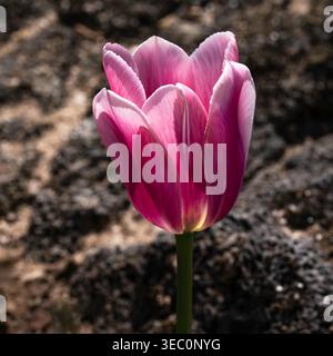Eine einsame pinkfarbene Tulpe steht elegant vor einem dunklen, strukturierten Hintergrund, und ihre leuchtenden magentafarbenen Blüten werden von sanftem Sonnenlicht beleuchtet, um zarte Farben zu enthüllen Stockfoto