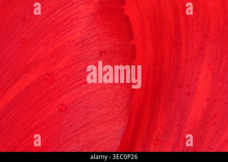 Leuchtend rote Farben tanzen sanft zusammen und schaffen einen faszinierenden Fluss von Kunst. Stockfoto