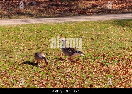 Graugänse (Anser anser) auf dem grünen Gras Stockfoto