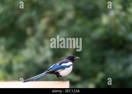 Eurasische Elster (Pica pica) mit schillerndem blau-grünem Flügelgefieder, hoch oben auf Holzvorsprung, Mudchute, London Stockfoto