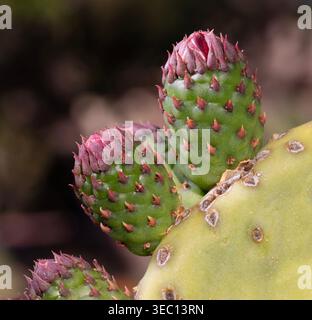 Grüne und purpolare Knospen, die bald zu Blüten auf dem Kaktuskaktus werden, der in der Nähe von Hereford und Sierra Vista in Arizona wächst. Stockfoto