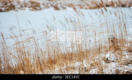 Trockenes, gelbes Schilf am Ufer eines schneebedeckten Sees im Winter. Die Schilfblätter werden im Wind gedreht. Winterlandschaft. Stockfoto