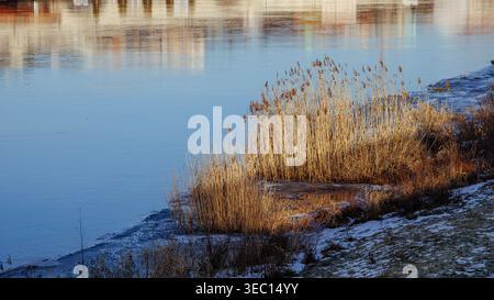 Ein Fluss im Winter mit einer Insel aus trockenem Schilf in den Strahlen der untergehenden Sonne. Die Bank hat eine leichte Schneeschicht. Stockfoto