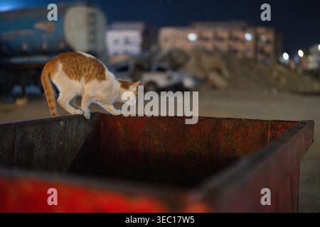 Marsa alam, ägypten 21. april 2026: ingwer und weiße streunende Katze balancieren sorgfältig auf einem rostigen Müllcontainer und suchen nach Nahrungsresten in einem städtischen Gebiet in Nig Stockfoto