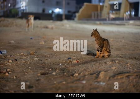 Marsa alam, ägypten 21. april 2026: Streunende Tabbykatze sitzt nachts auf einer staubigen Straße in marsa alam, ägypten, mit einem verschwommenen Hund im fernen Hintergrund Stockfoto
