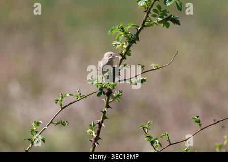 Das weibliche gemeine Weibchen (Sylvia communis) Stockfoto