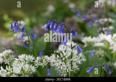 Glockenblumen und Bärlauch Stockfoto