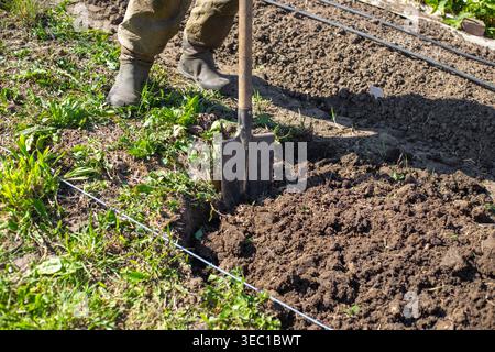 Eine Person in Tarnhosen gräbt sich draußen mit einer Metallschaufel in den fruchtbaren Boden. Frühjahrsgartenarbeit, Bodenvorbereitung, manuelle Landarbeit. Stockfoto