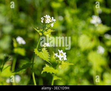 Weiße Blüten der Knoblauchsenfpflanze Alliaria petiolata, auch bekannt als „Jack-by-the-Hedge“, Suffolk, England, Großbritannien Stockfoto