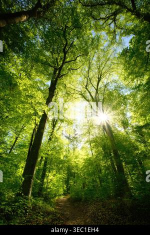 Herrlicher Blick auf den Wald mit grünen Buchen, die von wunderschönem hellem Sonnenlicht beleuchtet werden. Eine ruhige Landschaft, die von einem schönen Frühlingstag mit Sonnenschein aufgenommen wurde Stockfoto