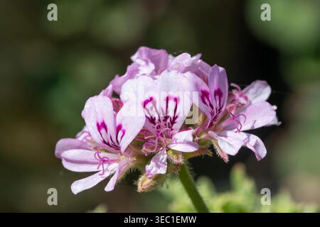 Nahaufnahme von Efeublättrigen pelargonium (pelargonium peltatum) Blüten in Blüte Stockfoto