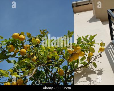 Zitronenbaum mit Reifen Früchten, die entlang der Hauswand und des Balkons wachsen, in mediterraner Umgebung Mallorca, natürliches Licht, Sommerszene. Stockfoto
