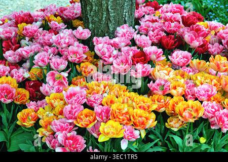 Nahaufnahme der farbenfrohen Tulpen auf dem Frühlingstulpenfest im Schloss Arundel Stockfoto