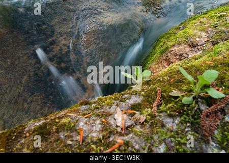Kleiner Wasserfall, der über moosige Felsen fließt, lange ausgesetzte Naturdetails mit frischem Grün Stockfoto
