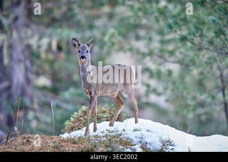 Junge Rehe, die wachsam auf einer verschneiten Alpenlichtung im Val Roseg stehen, umgeben von Kiefernwäldern in den Schweizer Alpen. Stockfoto