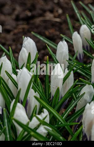 Eine Nahaufnahme der zarten weißen Krokusblüten, die mit Tau auf üppig grünen Blättern auftauchen und die Ankunft des Frühlings symbolisieren Stockfoto