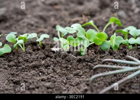 Eine Nahaufnahme von frisch gekeimten Setzlingen, die aus reichhaltigem, dunklem Boden auftauchen und die Schönheit des neuen Lebens in einer Gartenumgebung zeigen Stockfoto
