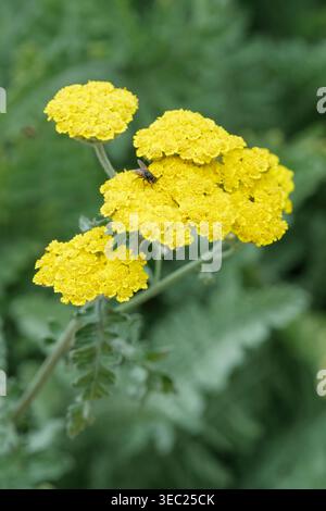 Achillea Moonshine, Schafgarbe Moonshine, gefiedert, silbrig grau-grünes Laub, flache Köpfe aus kleinen, hellgelben Blüten Stockfoto