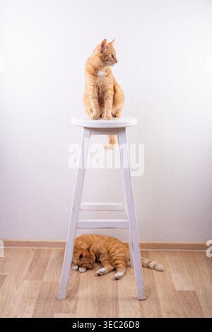 Zwei orangene Tabbykatzen in einem minimalistischen Zimmer: Eine sitzt auf einem weißen Hocker, die andere schläft darunter auf einem Holzboden. Stockfoto