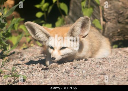 Fennec Fuchs (Vulpes zerda), ein kleiner Fuchs aus Nordafrika. Stockfoto