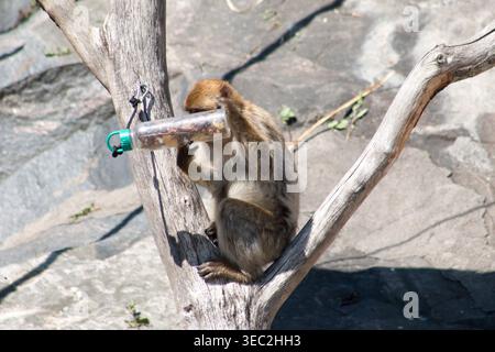 Berbermakaken (Macaca sylvanus), ein Makaken aus dem Atlasgebirge Algeriens, Libyens, Tunesiens und Marokkos. Stockfoto