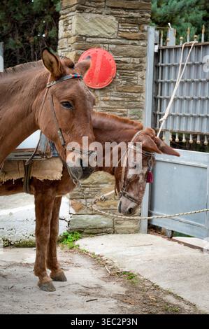 Wunderschöne Pferde in Stenies Villge, auf Andros Insel, Kykladen, Griechenland Stockfoto