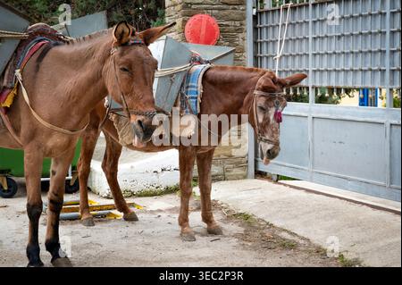 Wunderschöne Pferde in Stenies Villge, auf Andros Insel, Kykladen, Griechenland Stockfoto
