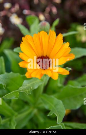 Lebendige gelbe Ringelblume mit dunkeloranger Mitte, grüne Blätter mit weichem Fokus Garten Hintergrund, Nahansicht mit Kopierraum Stockfoto