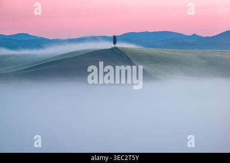 Einsame Zypresse auf einem grasbewachsenen Hügel, umgeben von tiefliegendem Nebel im Val d'Orcia, Toskana, Italien bei Sonnenaufgang. Stockfoto