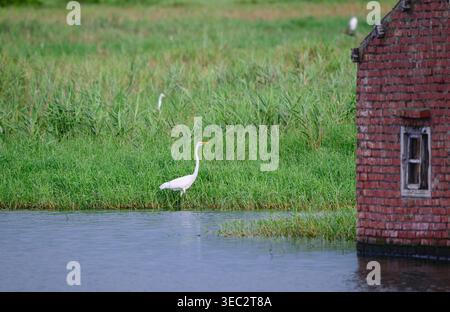 Ein weißer Reiher steht im üppigen grünen Gras eines Feuchtgebiets in Donggang, Chiayi, Taiwan, neben einem alten roten Backsteingebäude im Sommer. Stockfoto
