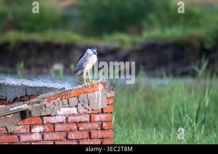 An einem sonnigen Sommernachmittag steht ein Schwarzkronen-Nachtreiher auf einer verwitterten roten Backsteinmauer in Donggang, Chiayi County, Taiwan. Stockfoto