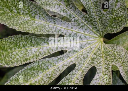 Nahaufnahme eines Blattes der fatsia-Pflanze im Garten Stockfoto