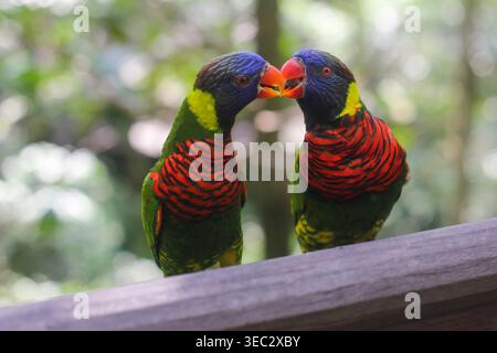 Wunderschöner farbiger Rainbow Lorikeet Papagei im Zoo, der auf einem Stock sitzt Stockfoto