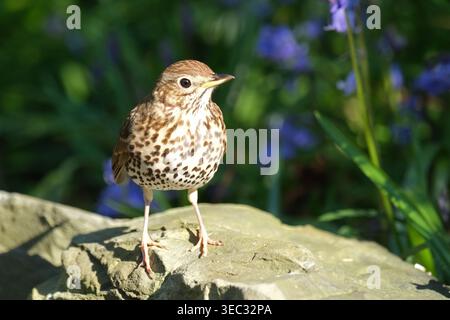 Song Thrush ( Turdus philomelos ) besuchte im April 2026 eine Gartenrockery in Großbritannien Stockfoto